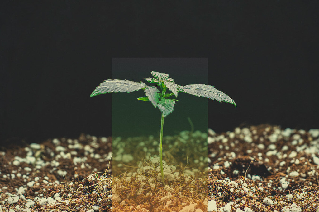 A kannabiszmag csíráztatása - hibaelhárítási útmutató - RQS Blog