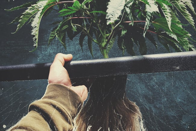 A hidropónikus kannabisztermesztés útmutatója - RQS Blog