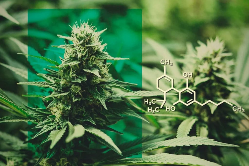 CBD virág: a CBD adagolása THC nélkül - RQS Blog