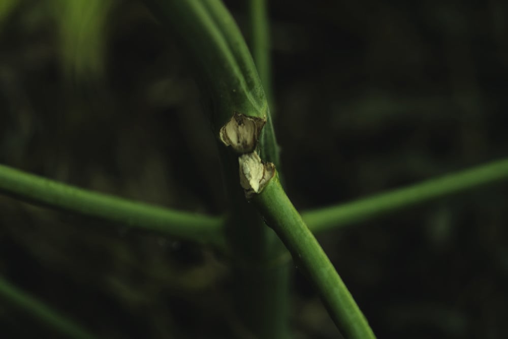 Hogyan hozzuk helyre a törött és hajlott kannabisz-szárakat