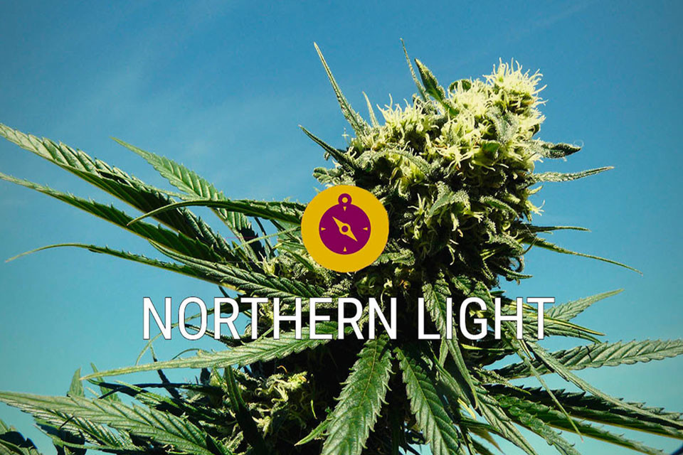 Northern Lights: A kannabisz klasszikus és az igazi indica-legenda