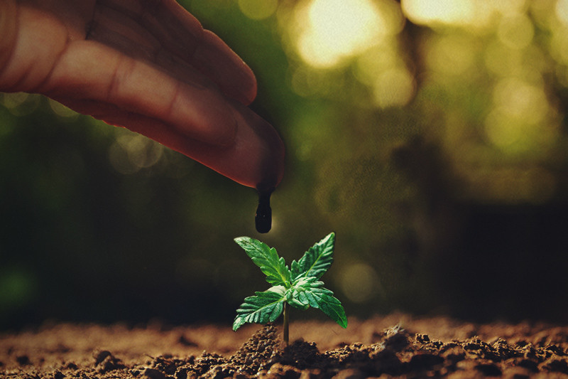 Melasz: kiváló adalékanyag a kannabisznövényekhez - RQS Blog