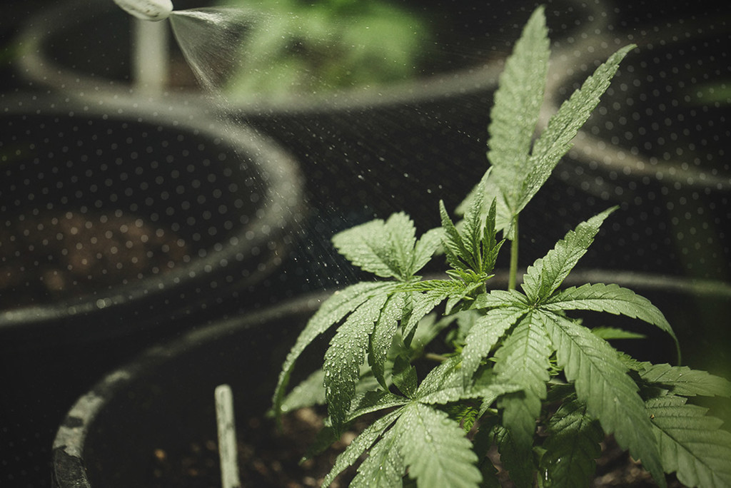 Kuinka kastella kannabista: kattava opas - RQS Blog