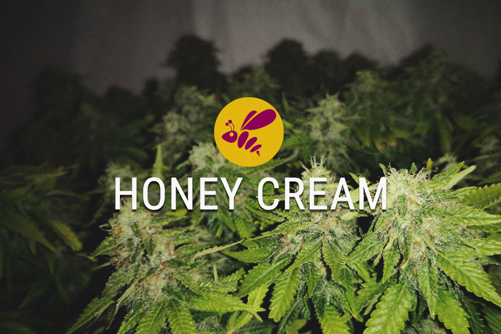 Honey Cream: Mindenhogyan édes