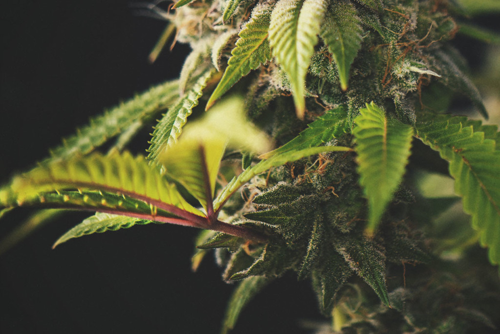 Kell-e aggódnia a lila vagy vörös kannabisz szárak miatt? - RQS Blog