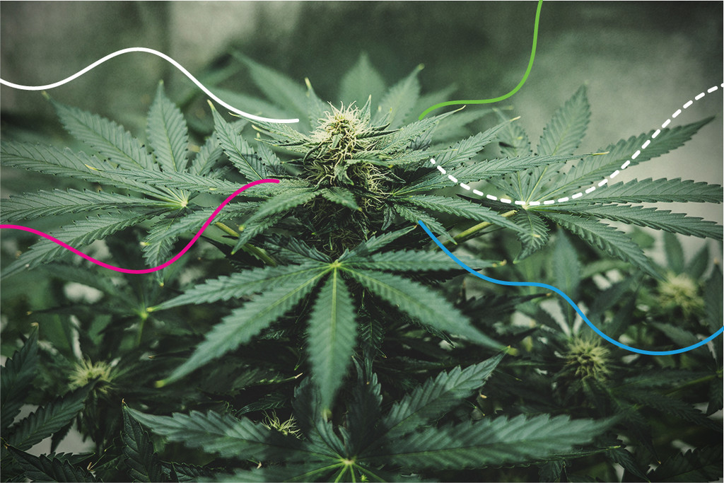 RQS Nutrients: A legjobb műtrágyák a kannabisz számára - RQS Blog