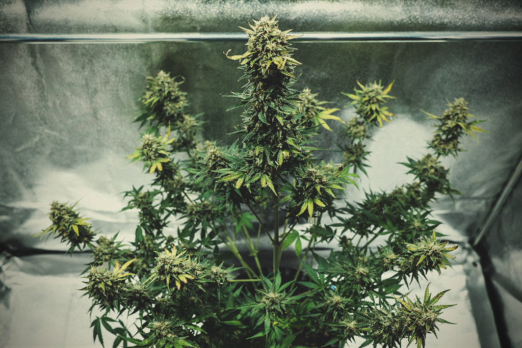 Fat Banana Auto termesztési jelentés - RQS Blog