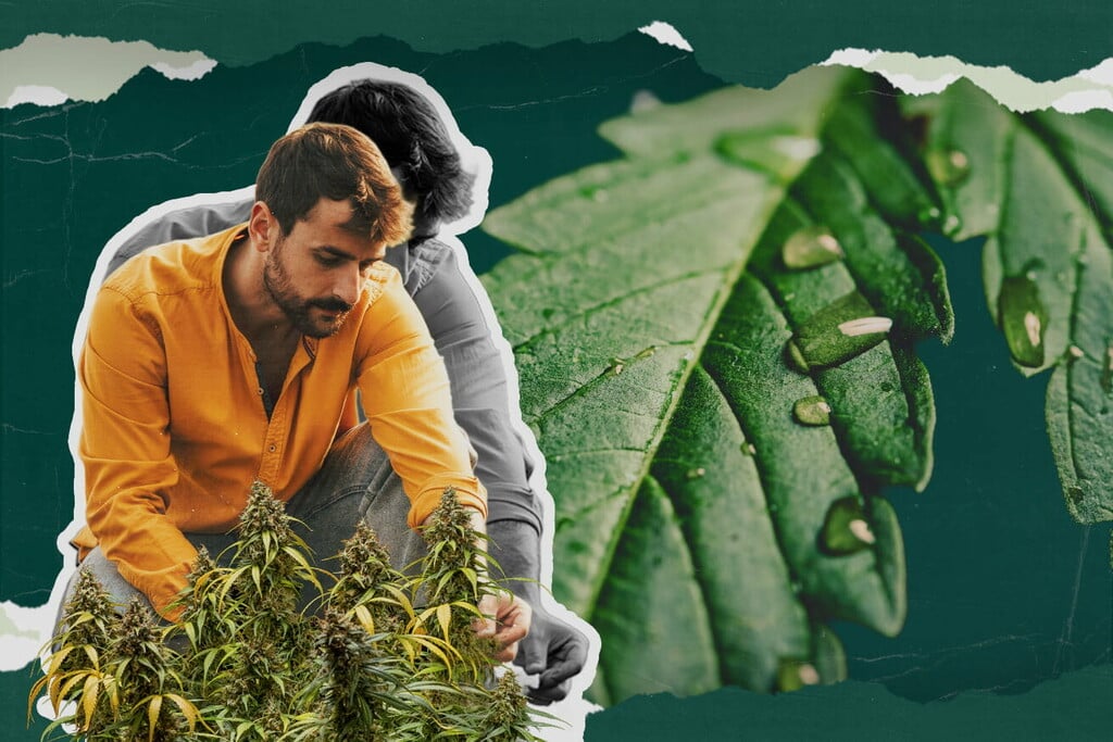 Mi az a kannabisz guttáció? Minden,amit tudnia kell