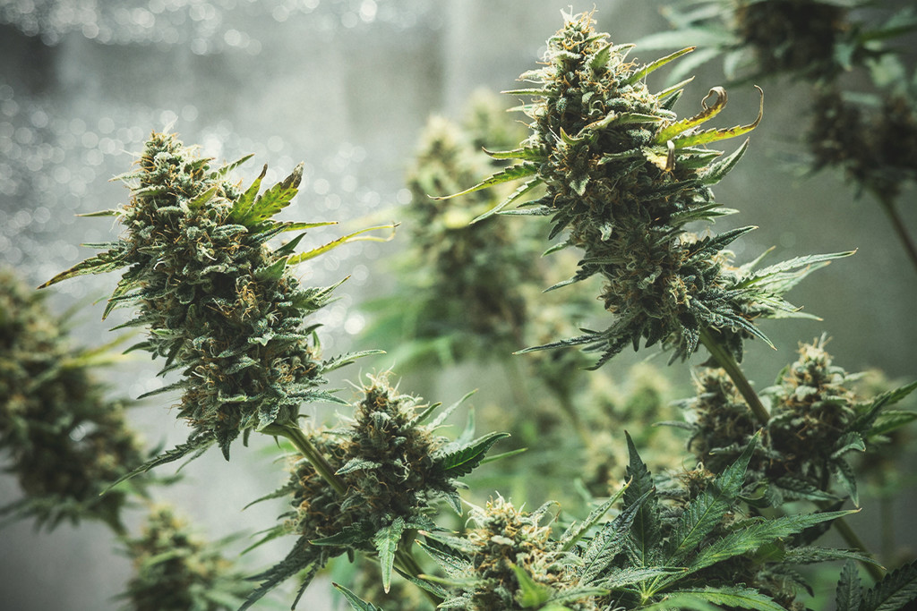 Tippek az autovirágzó kannabisz termesztéséhez - RQS Blog