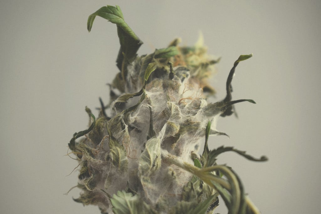 Kannabisz penész: Azonosítás, megelőzés és kezelés 