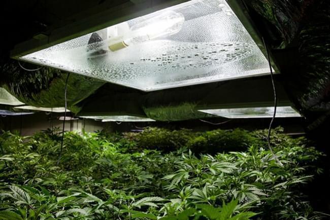 Kannabisz termesztés beltéren: relatív páratartalom és hőmérséklet