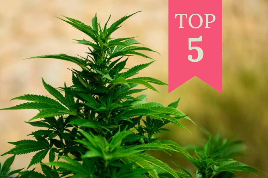 Top 5 Kannabisz törzs szabadtéri termesztésre 2024-ban