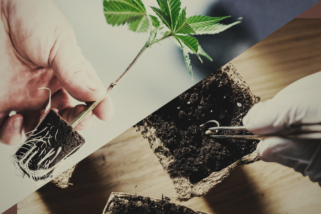 Magok vagy dugványok: Melyik a jobb a kannabisz termesztéséhez? - RQS Blog