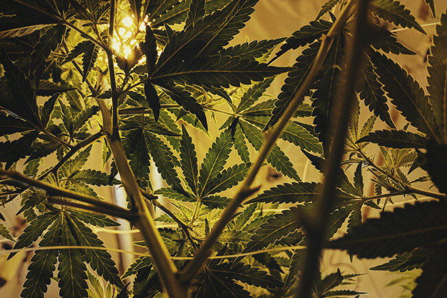 A tökéletes fényütemezés az autovirágzó kannabiszoknak - RQS Blog