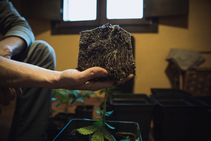 Mikor és hogyan ültesse át kannabiszát - RQS Blog