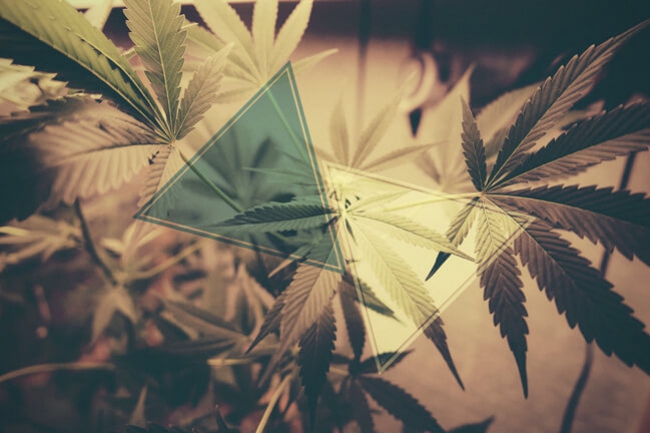 A CBD ellensúlyozza a THC pszichoaktív hatását? - RQS Blog