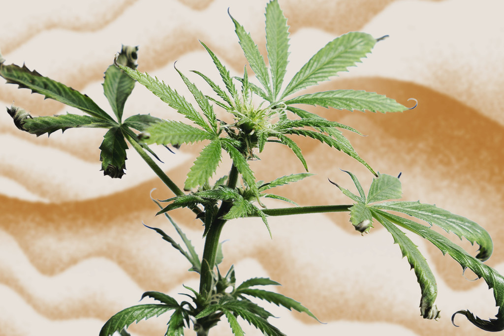 Hogyan óvja meg kannabisznövényeit a hő-stressztől - RQS Blog