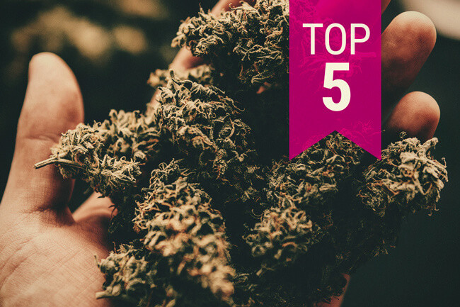 A TOP 5 legerősebb kannabisz törzs