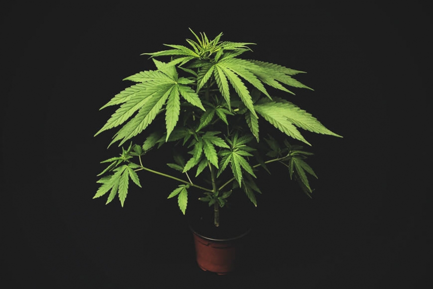 Kannabisz mikrotermesztés: Fűtermesztés apró terekben - RQS Blog