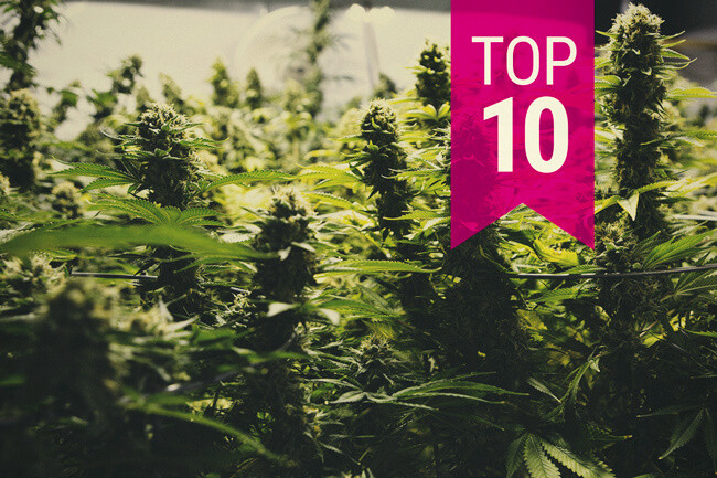 TOP 10 Legnagyobb hozamú kannabisz törzs (2026-es frissítés)