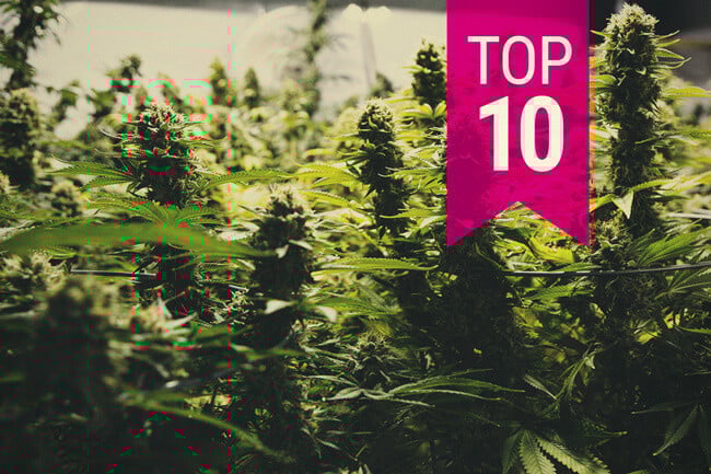 TOP 10 Legnagyobb hozamú kannabisz törzs (2025-es frissítés)