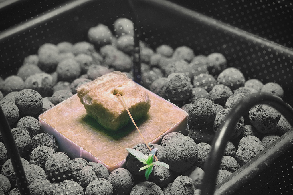 Hogyan kezeljük a Pythiumot (gyökérrothadást) a kannabisznál - RQS Blog