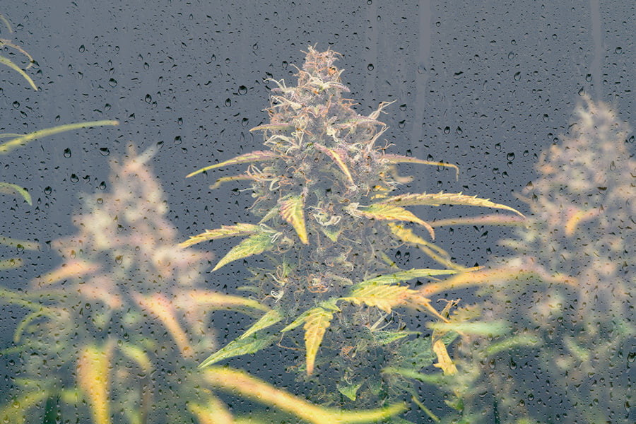 Forró tippek a kannabisz hidegben való termesztéséhez - RQS Blog