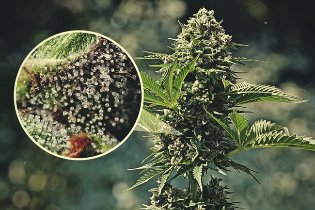 A kannabisz trichómák fontossága - RQS Blog