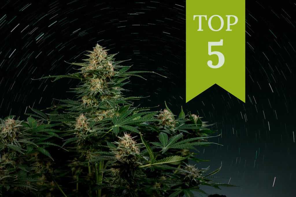 2025 Top 5 magas THC tartalmú törzse