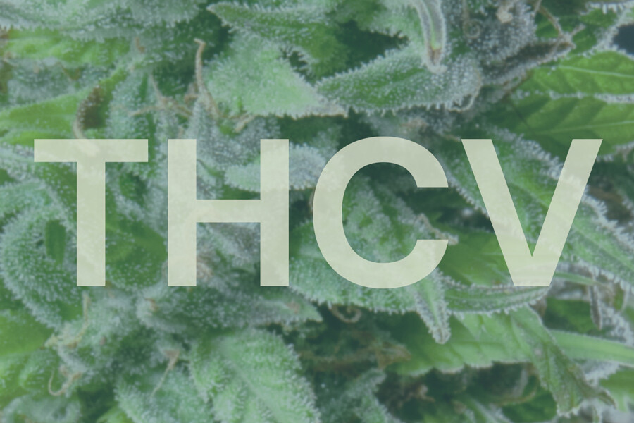 Mi az a THCV és mennyire hasonlít a THC-hez?