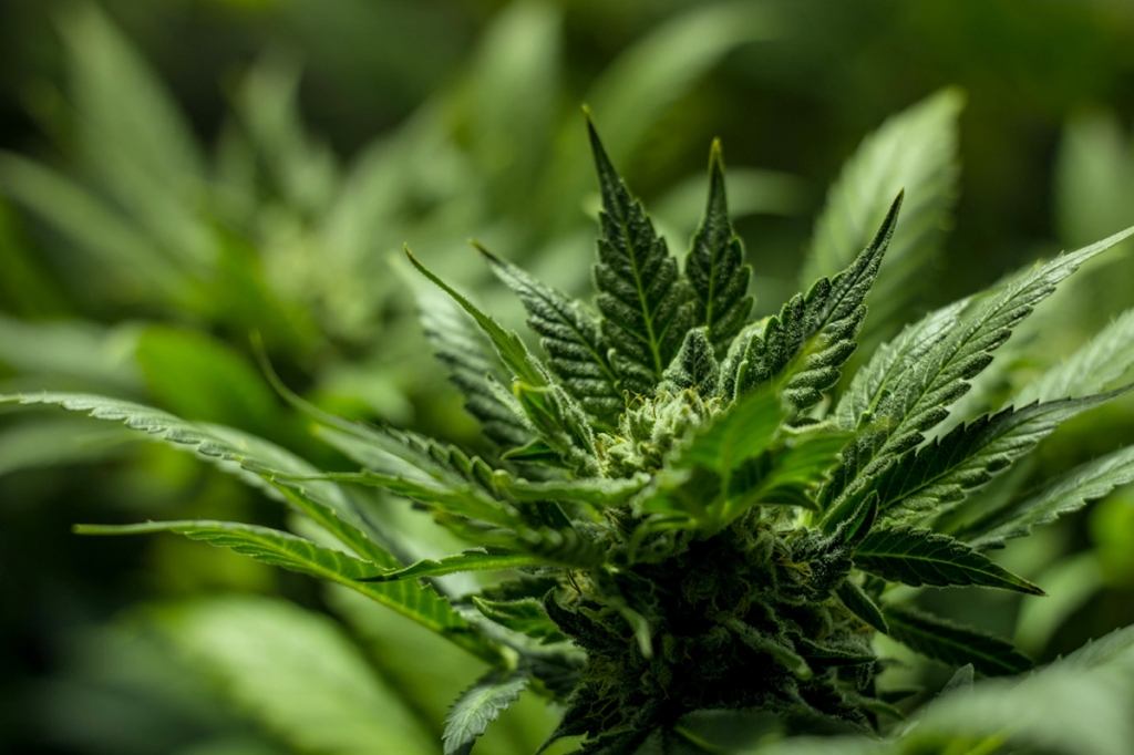 Mit tehet, ha beltéri kannabisza nem virágzik