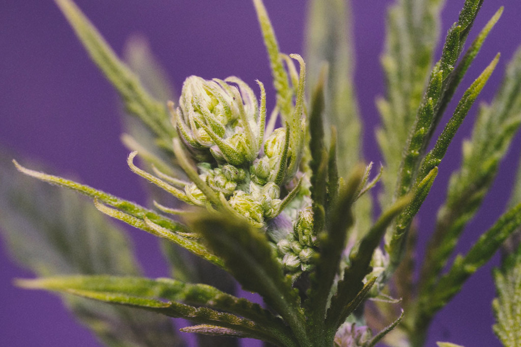 A hím, a nőivarú és a hermafrodita kannabisz - RQS Blog