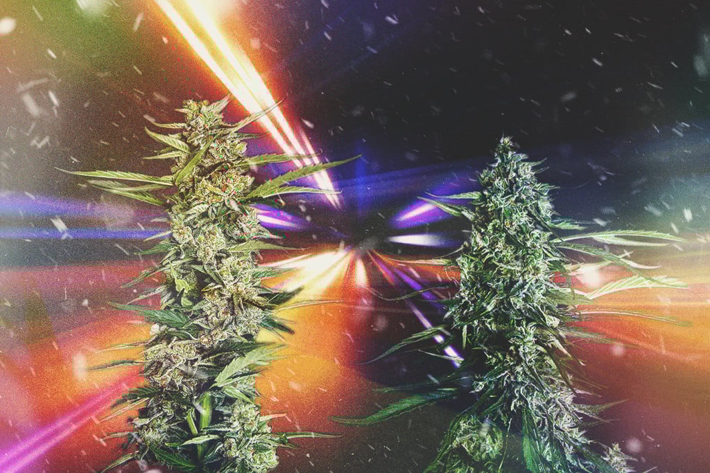 2025 leggyorsabb kannabisz törzsei