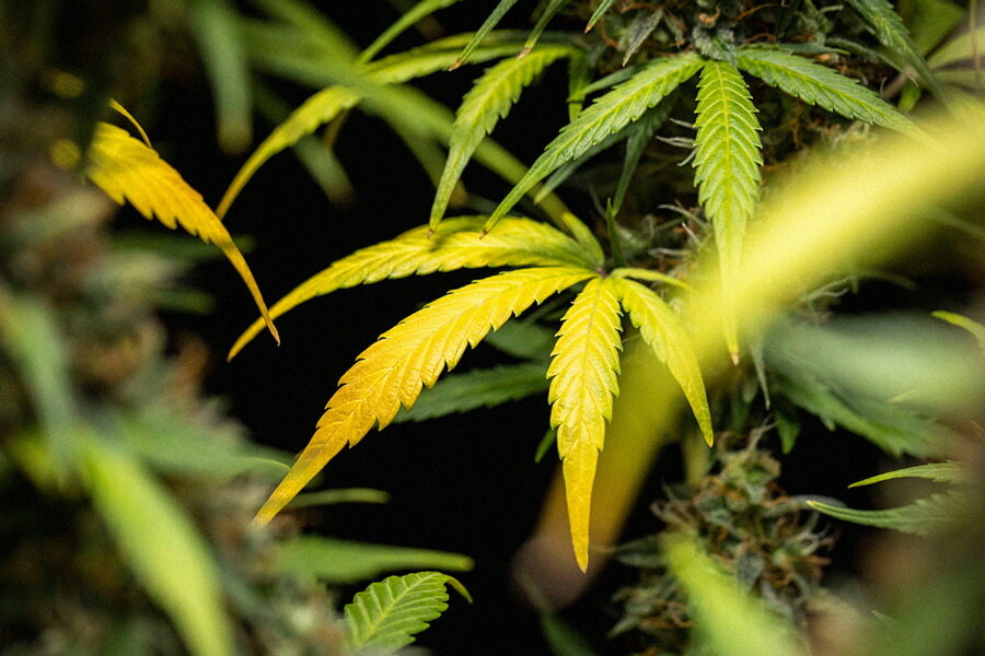 A sárga kannabiszlevelek okai és a megoldások - RQS Blog