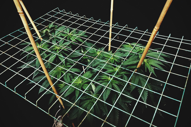 Hogyan és miért alkalmazz a ScrOG-ot a kannabisz növényein - RQS Blog