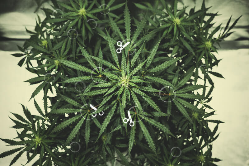Hogyan lombtalanítsa kannabiszait a nagyobb és jobb termésért - RQS Blog