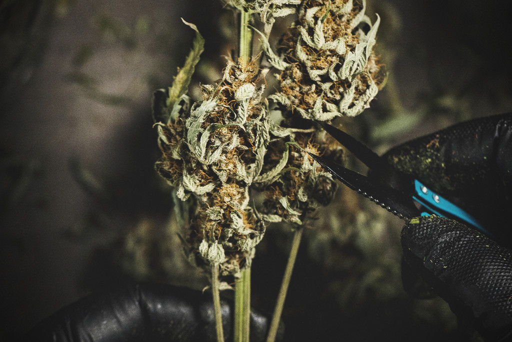 Hogyan és miért kell trimmelni a rügyeket a kannabisznövényén? - RQS Blog