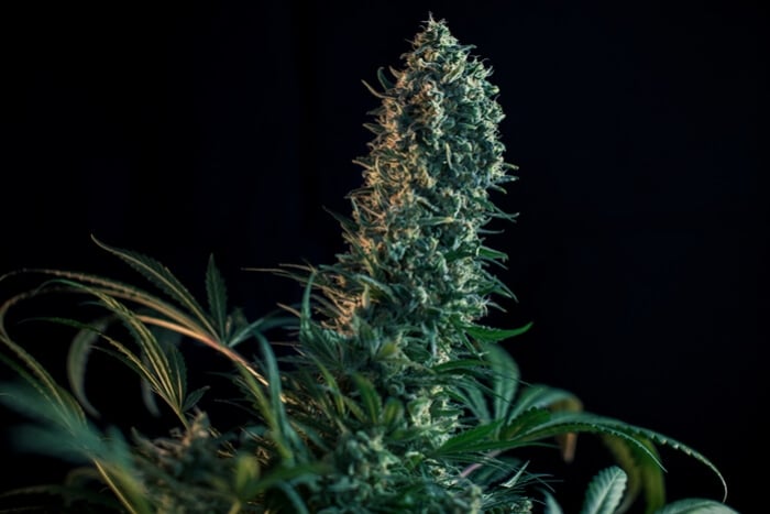 A kannabisz virágzási szakasza hétről-hétre