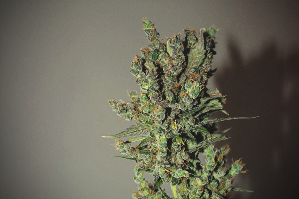 Hogyan lehet észrevenni és kezelni a rókafarkú kannabiszt - RQS Blog