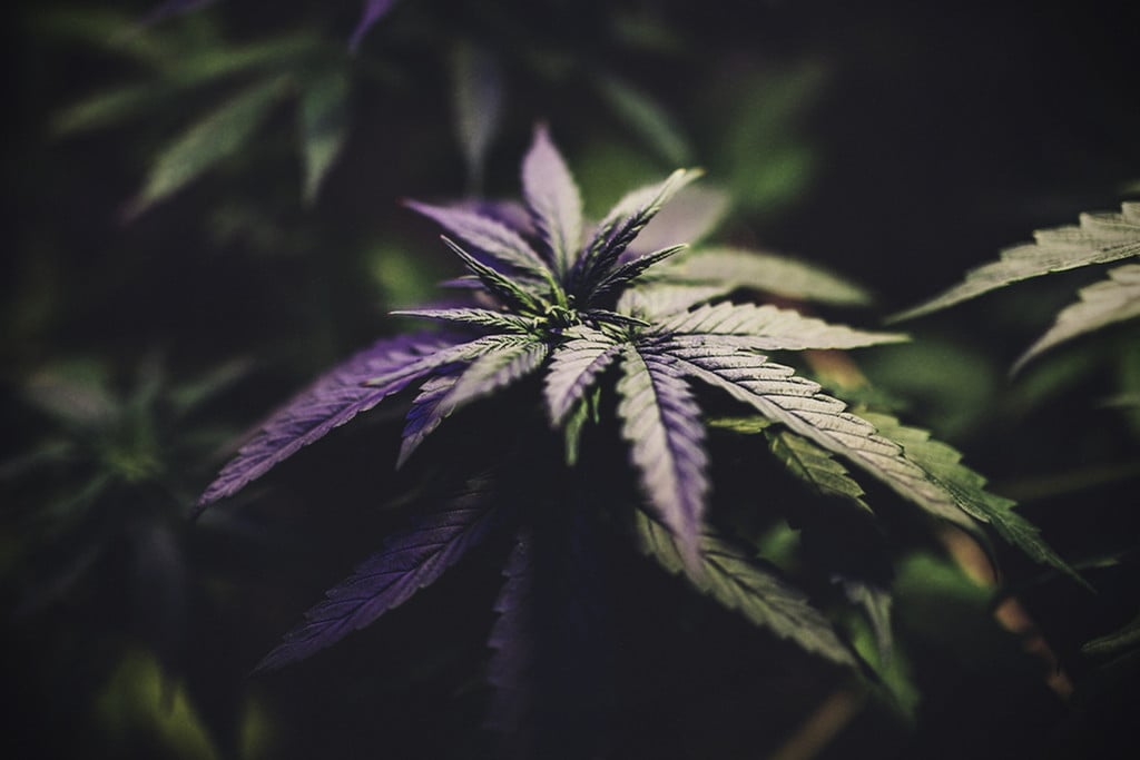 Kültéri kannabisz kényszervirágzása: Igen, meg tudja csinálni!