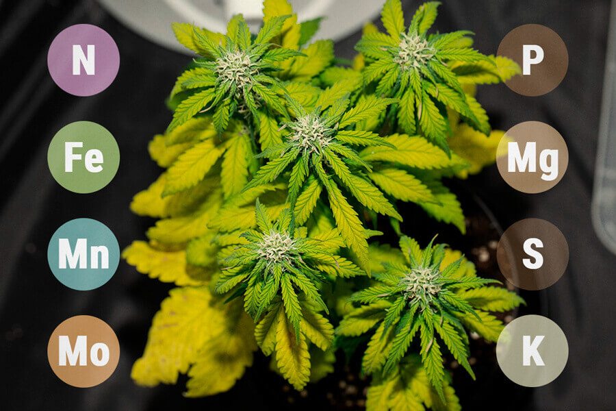 A tápanyag-kizáródás megelőzése és kezelése a kannabiszban - RQS Blog