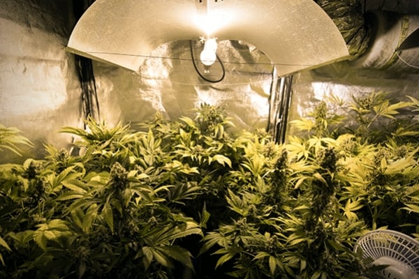 Kannabisztermesztési tippek: A beltéri lámpák beállítása