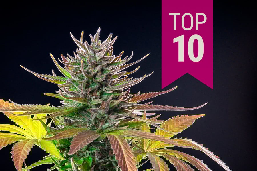2025 10 legjobb sativa törzse