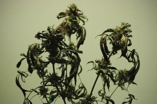 Tápanyag-égés a kannabiszban: felismerés, kezelés, megelőzés - RQS Blog