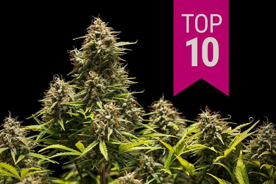 2025 tíz legjobb indica kannabisz törzse