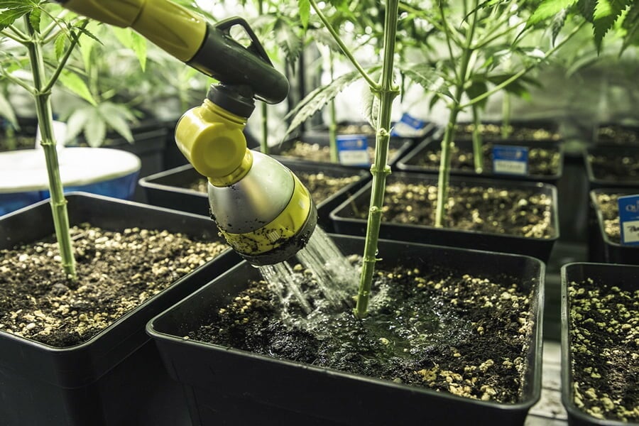 A kannabisz öntözése: Hogyan orvosolhatja a túl-, illetve az alulöntözést