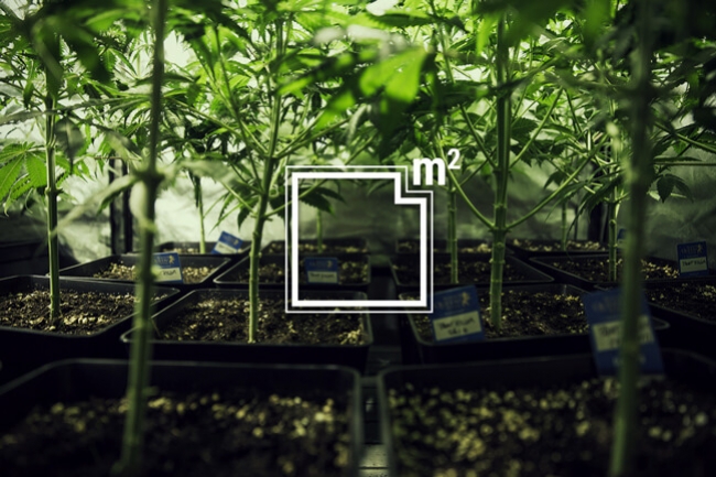 Hány kannabisz növényt termeszthet egy négyzetméteren? - RQS Blog