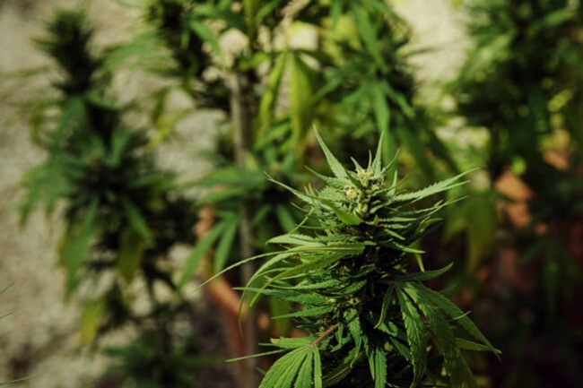 Hogyan állapítható meg, hogy a női kannabisznövénye beporzódott-e