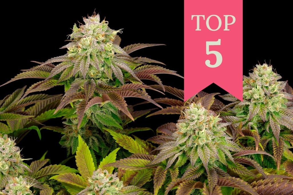 Az 5 legerősebb indica kannabiszfajta