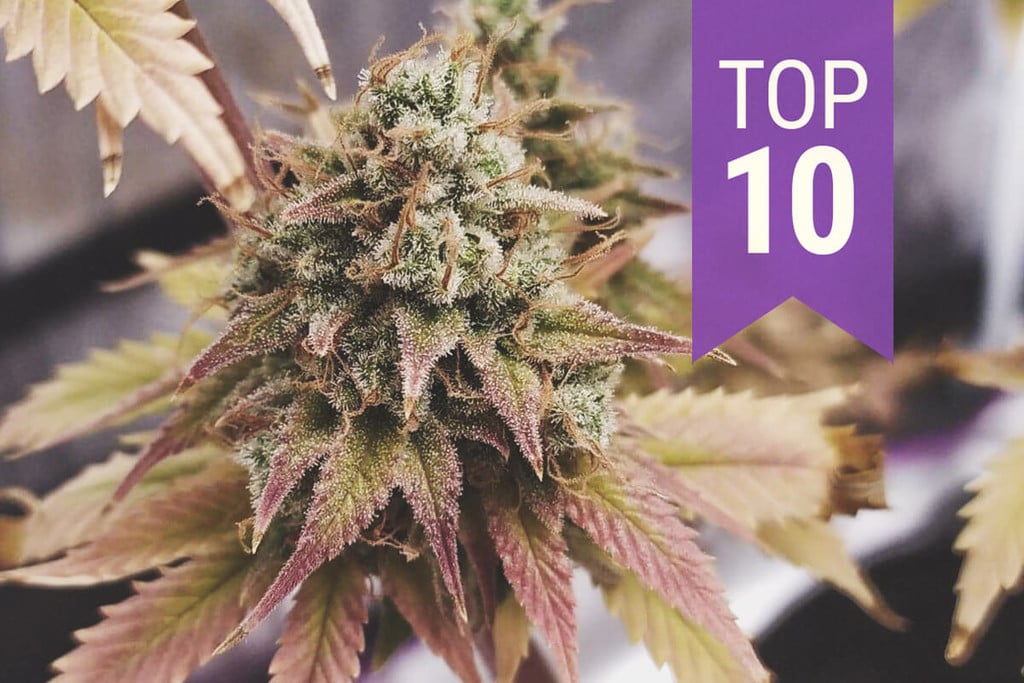 2025 Top 10 magas-THC tartalmú törzse